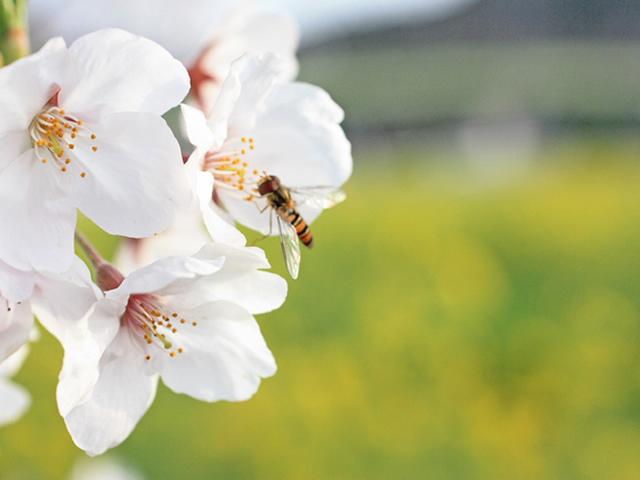 【隅田公園桜まつり】