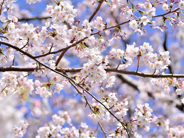 【さくら堤通り花まつり】